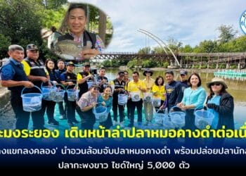 ประมงระยอง เดินหน้าล่าปลาหมอคางดำต่อเนื่อง เปิดปฎิบัติการ ‘ลงแขกลงคลอง’ นำอวนล้อมจับปลาหมอคางดำ พร้อมปล่อยปลานักล่า ปลากะพงขาว ไซด์ใหญ่ 5,000 ตัว ลงแหล่งน้ำสาธารณะ